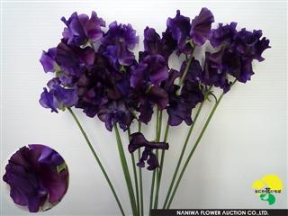 Lathyrus odoratus Navy Blue.jpg